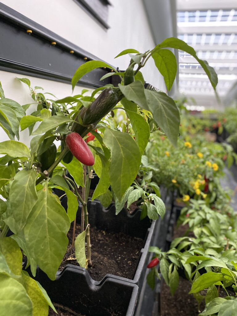 Indoor Farming – das Gemüse will hoch hinaus